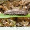 pseudochazara mamurra rutul larva l4 2